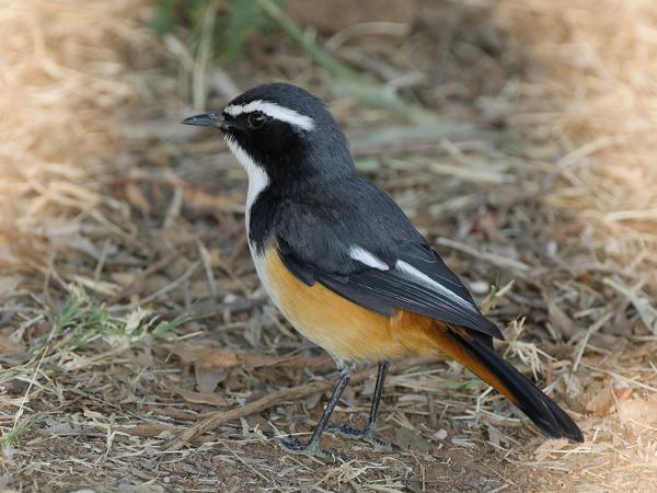 <h3>Cossypha humeralis / White‑throated robin‑chat / Witkeellawaaimaker</h3>OM-1 with OLYMPUS M.150-400mm F4.5, 1/2000 sec at F5.6, ISO 2500, distance 6.22 m